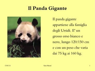 Il Panda Gigante
                              Il panda gigante
                              appartiene alla famiglia
                              degli Ursidi. E' un
                              grosso orso bianco e
                              nero, lungo 120/150 cm
                              e con un peso che varia
                              dai 75 kg ai 160 kg.


13/01/11         Sara Meoni                              1
 
