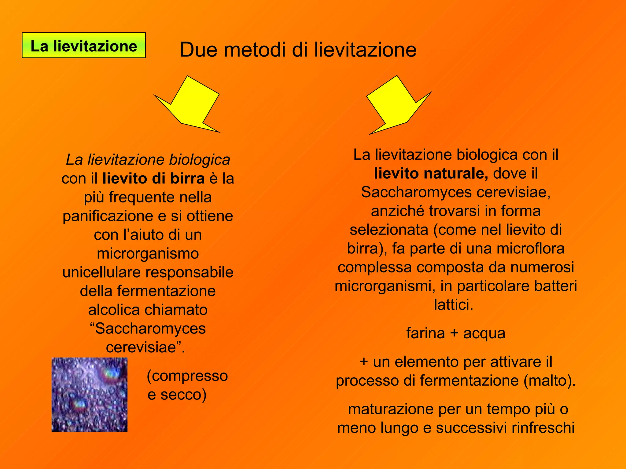 La lievitazione biologica con il  lievito naturale,  dove il Saccharomyces cerevisiae, anziché trovarsi in forma selezionata (come nel lievito di birra), fa parte di una microflora complessa composta da numerosi microrganismi, in particolare batteri lattici.  farina + acqua + un elemento per attivare il processo di fermentazione (malto). maturazione per un tempo più o meno lungo e successivi rinfreschi La lievitazione biologica  con il  lievito di birra  è la più frequente nella panificazione e si ottiene con l’aiuto di un microrganismo unicellulare responsabile della fermentazione alcolica chiamato “Saccharomyces cerevisiae”.  ( compresso  e secco)  Due metodi di lievitazione La lievitazione 