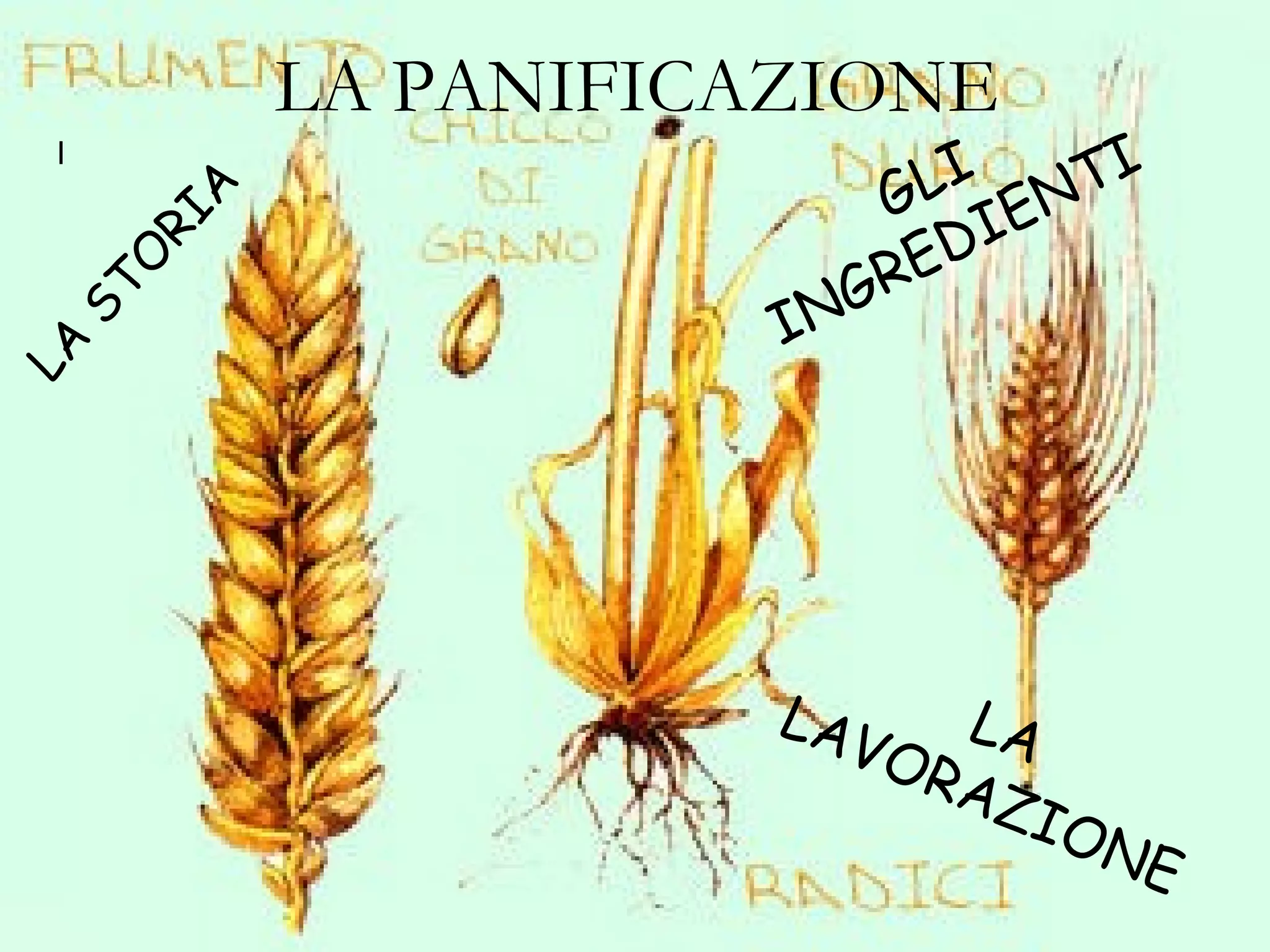 LA PANIFICAZIONE l LA STORIA LA LAVORAZIONE GLI INGREDIENTI 