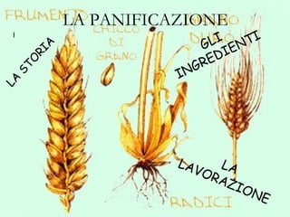 LA PANIFICAZIONE l LA STORIA LA LAVORAZIONE GLI INGREDIENTI 