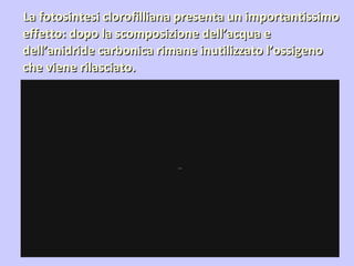 La fotosintesi clorofilliana presenta un importantissimo effetto: dopo la scomposizione dell’acqua e dell’anidride carbonica rimane inutilizzato l’ossigeno che viene rilasciato. 