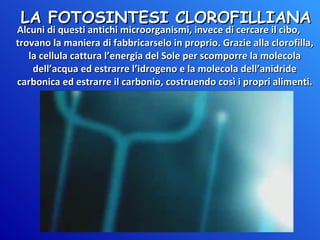 LA FOTOSINTESI CLOROFILLIANA Alcuni di questi antichi microorganismi, invece di cercare il cibo, trovano la maniera di fabbricarselo in proprio. Grazie alla clorofilla, la cellula cattura l’energia del Sole per scomporre la molecola dell’acqua ed estrarre l’idrogeno e la molecola dell’anidride carbonica ed estrarre il carbonio, costruendo così i propri alimenti. 