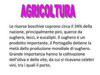 Le risorse boschive coprono circa il 34% della
nazione, principalmente pini, querce da
sughero, lecci, e eucalipti. Il sughero è un
prodotto importante, il Portogallo detiene la
metà della produzione mondiale di sughero.
Grande importanza hanno la coltivazione
dell'oliva e della vite, da cui si ricavano celebri
vini, tra i quali il porto.

 