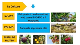 Le Colture
Dal quale si produce ottimi
vini, come il PORTO e il
MADEIRA
LA VITE
L’OLIVO Dal quale si produce olio
ALBERI DA
FRUTTO
 
