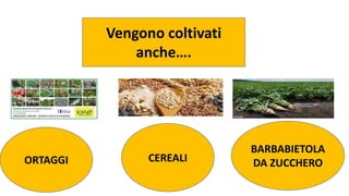 Vengono coltivati
anche….
BARBABIETOLA
DA ZUCCHEROCEREALIORTAGGI
 