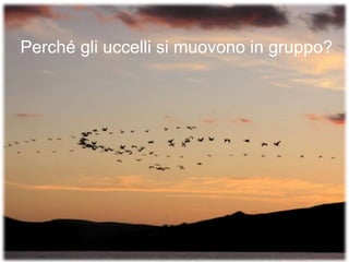 Perché gli uccelli si muovono in gruppo?
 