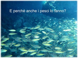 E perché anche i pesci lo fanno?
 