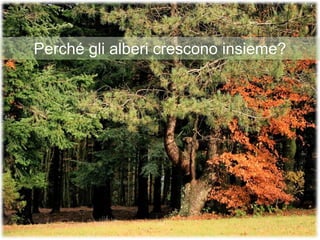 Perché gli alberi crescono insieme?
 