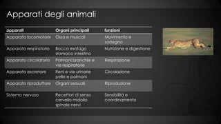Apparati degli animali
apparati

Organi principali

funzioni

Apparato locomotore

Ossa e muscoli

Movimento e
sostegno

Apparato respiratorio

Bocca esofago
stomaco intestino

Nutrizione e digestione

Apparato circolatorio

Polmoni branchie e
vie respiratorie

Respirazione

Apparato escretore

Reni e vie urinarie
pelle e polmoni

Circolazione

Apparato riproduttore

Organi sessuali

Riproduzione

Sistema nervoso

Recettori di senso
cervello midollo
spinale nervi

Sensibilità e
coordinamento

 