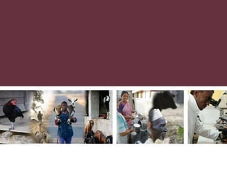 Utilizing technology to improve market access and livelihood security among pastoralists in eastern Africa: A case for the indegenous sheep in Kenya