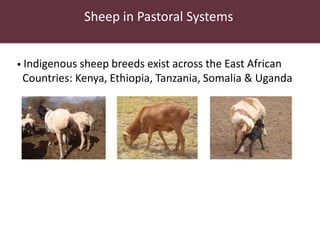 Utilizing technology to improve market access and livelihood security among pastoralists in eastern Africa: A case for the indegenous sheep in Kenya