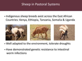 Utilizing technology to improve market access and livelihood security among pastoralists in eastern Africa: A case for the indegenous sheep in Kenya