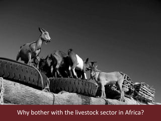 Livestock research for Africa’s food security and poverty reduction