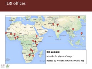 ILRI in Zambia and sub-Saharan Africa: Food safety, zoonoses and animal health