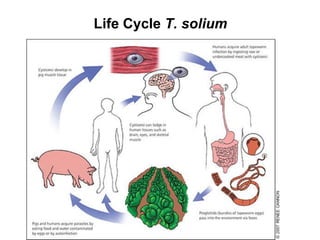 ILRI and ACIAR One Health related research activities in Lao PDR