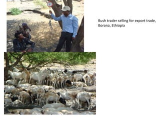 The “Elephant in the Room”: Issues in pastoralism research - an informal conversation 