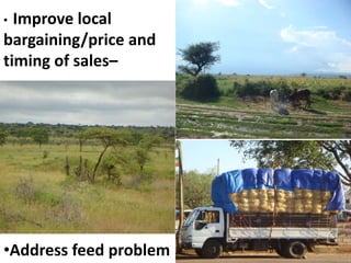 The “Elephant in the Room”: Issues in pastoralism research - an informal conversation 