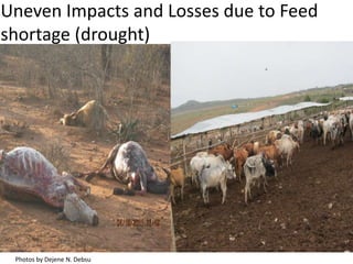 The “Elephant in the Room”: Issues in pastoralism research - an informal conversation 