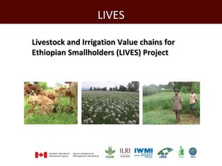 ILRI in Ethiopia 
