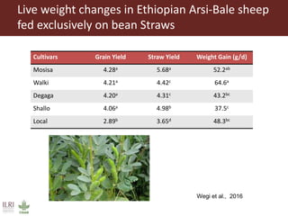 Overview to feeds and feeding systems 