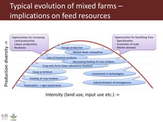 Overview to feeds and feeding systems 