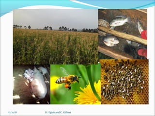 Animal feed in Burundi