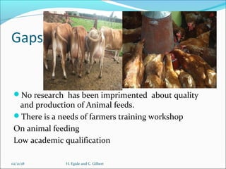 Animal feed in Burundi