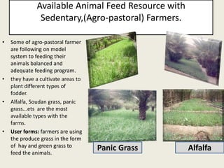 Livestock feed resources in Djibouti