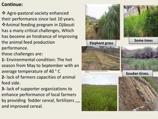 Livestock feed resources in Djibouti