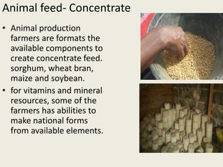 Livestock feed resources in Djibouti