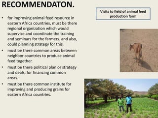 Livestock feed resources in Djibouti