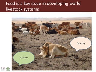 The Feed Assessment Tool - (FEAST)