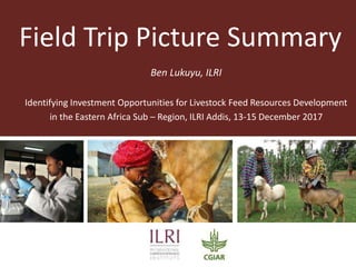 Field Trip Picture Summary
Ben Lukuyu, ILRI
Identifying Investment Opportunities for Livestock Feed Resources Development
in the Eastern Africa Sub – Region, ILRI Addis, 13-15 December 2017
 