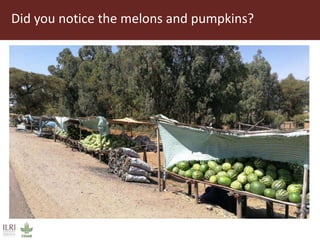 Field trip picture summary