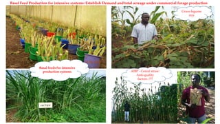 Uganda country brief on identifying investment opportunities for livestock feed resources development in the East African sub-region