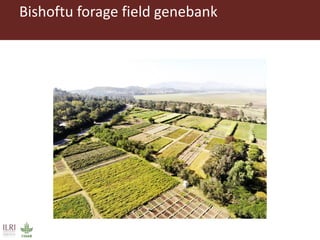 Opportunities for forage improvement through the ILRI Genebank