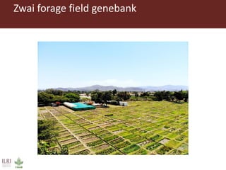Opportunities for forage improvement through the ILRI Genebank
