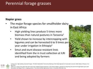 Opportunities for forage improvement through the ILRI Genebank