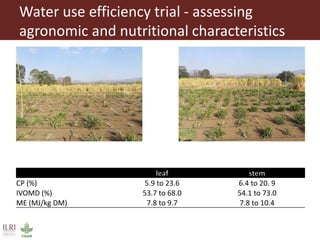 Opportunities for forage improvement through the ILRI Genebank