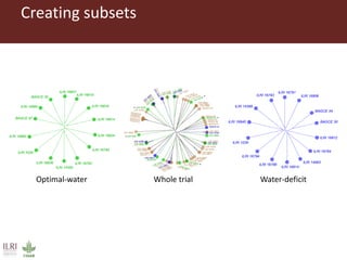 Opportunities for forage improvement through the ILRI Genebank