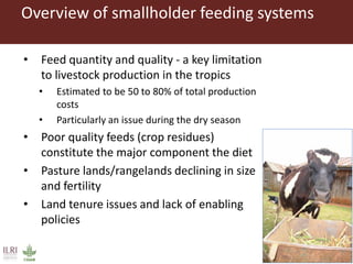 Opportunities for forage improvement through the ILRI Genebank