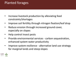 Opportunities for forage improvement through the ILRI Genebank