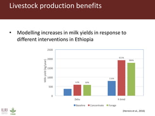 Opportunities for forage improvement through the ILRI Genebank