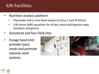 Opportunities for forage improvement through the ILRI Genebank