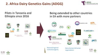 Better lives through livestock: ILRI in East Africa focus on dairy