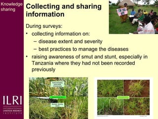 Napier grass smut and stunt resistance: A partnership approach to mitigate the effects of Napier diseases on smallholder dairy