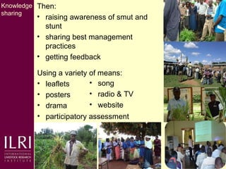 Napier grass smut and stunt resistance: A partnership approach to mitigate the effects of Napier diseases on smallholder dairy