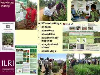 Napier grass smut and stunt resistance: A partnership approach to mitigate the effects of Napier diseases on smallholder dairy