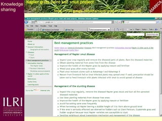 Napier grass smut and stunt resistance: A partnership approach to mitigate the effects of Napier diseases on smallholder dairy