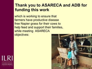 Napier grass smut and stunt resistance: A partnership approach to mitigate the effects of Napier diseases on smallholder dairy